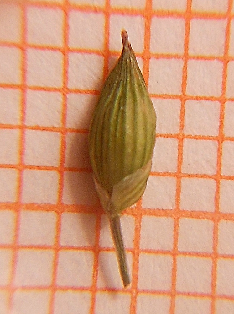 Panicum miliaceum L.